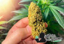 Black Runtz strain marihuana: Opiniones y Efectos black runtz strain