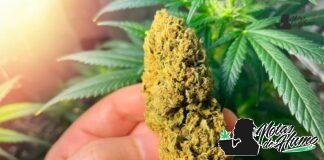 Black Runtz strain marihuana: Opiniones y Efectos black runtz strain