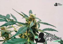 blue cheese strain