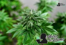 Blue cookies strain marihuana: Opiniones y Efectos blue cookies strain