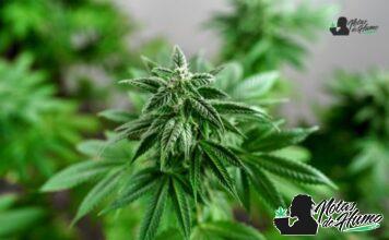 Blue cookies strain marihuana: Opiniones y Efectos blue cookies strain