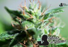 Blue Zushi strain marihuana: Opiniones y Efectos