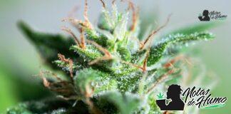 Blue Zushi strain marihuana: Opiniones y Efectos