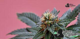 Blueberry Muffin strain marihuana: Opiniones y Efectos blueberry muffin
