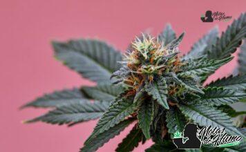 Blueberry Muffin strain marihuana: Opiniones y Efectos blueberry muffin