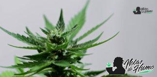 Bodhi’s Charms strain