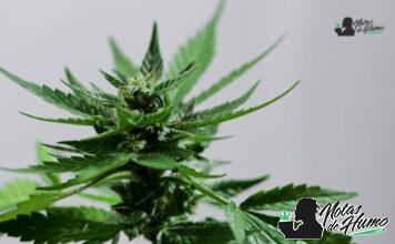 Bodhi’s Charms strain marihuana: Opiniones y Efectos Bodhi’s Charms strain