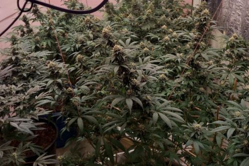 bodhi's charms cultivo