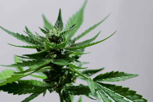 Bodhi's Charms strain