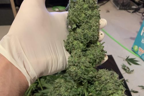 Brownie Scout strain