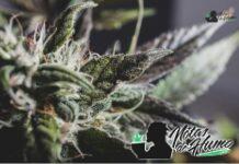 Brownie Scout strain