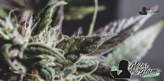 Brownie Scout strain