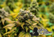 Bubba Fett strain marihuana: Opiniones y Efectos bubba fett strain