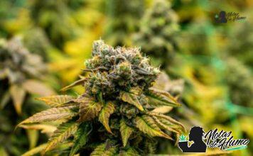 Bubba Fett strain marihuana: Opiniones y Efectos bubba fett strain