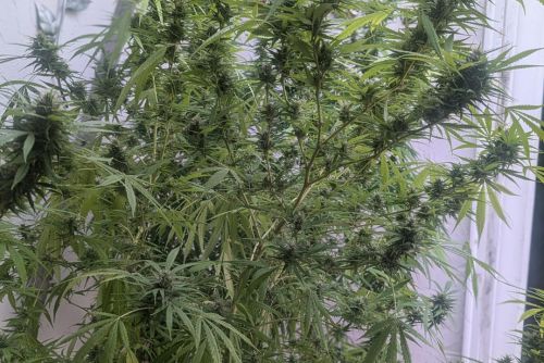 cadillac rainbow ejemplar