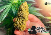 Cadillac Rainbow strain: Opiniones y Efectos