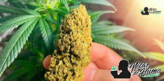 Cadillac Rainbow strain: Opiniones y Efectos