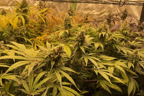 Cadyland strain