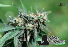 Candyland strain: Opiniones y Efectos candyland strain