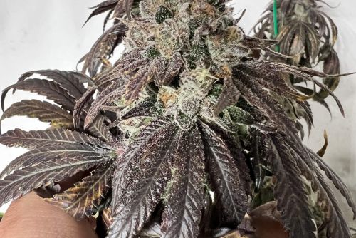Cap Junky strain