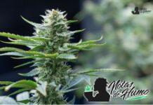 Carbon Fiber strain marihuana: Opiniones y Efectos