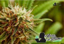 Cereal milk strain marihuana: Opiniones y Efectos