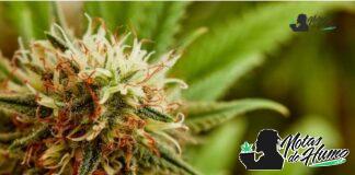 Cereal milk strain marihuana: Opiniones y Efectos