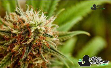 Cereal milk strain marihuana: Opiniones y Efectos