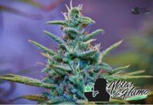 Cheeta Piss strain: Opiniones y Efectos cheetah piss strain
