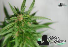Chemdawg strain marihuana: Opiniones y Efectos chemdawg strain