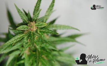 chemdawg strain