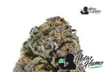 Cherry Cookies strain