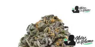 Cherry Cookies strain