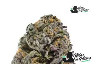 Cherry Cookies strain marihuana: Opiniones y Efectos Cherry Cookies strain
