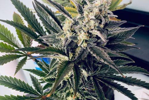 Clementine strain
