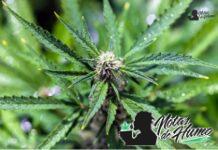Clementine strain