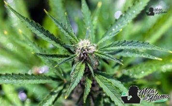 Clementine strain