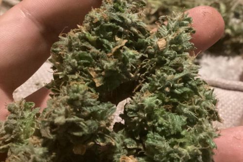 Cadillac Ice cogollos