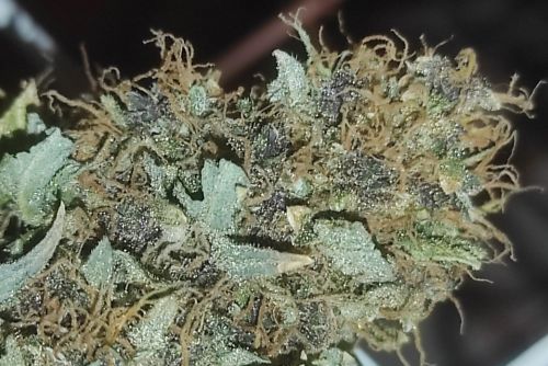 Sour Apple strain