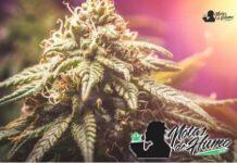 Cookies and Cream strain marihuana: Opiniones y Efectos Cookies and Cream strain
