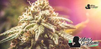 Cookies and Cream strain