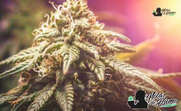 Cookies and Cream strain marihuana: Opiniones y Efectos Cookies and Cream strain
