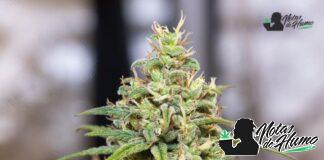 Cotton Candy strain: Opiniones y Efectos Cotton Candy strain