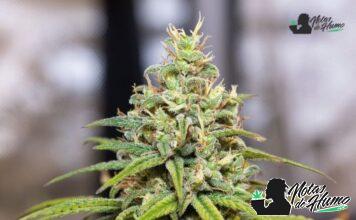 Cotton Candy strain: Opiniones y Efectos Cotton Candy strain