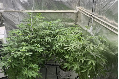 Sherbanger strain