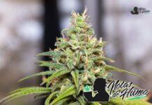 Dante’s Inferno strain marihuana: Opiniones y Efectos Dante’s Inferno strain