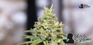 Dante’s Inferno strain marihuana: Opiniones y Efectos Dante’s Inferno strain