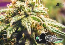 Death Star strain marihuana: Opiniones y Efectos Death Star strain