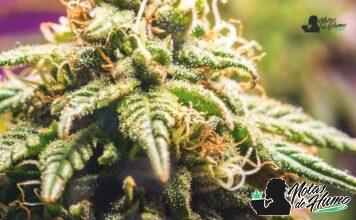 Death Star strain marihuana: Opiniones y Efectos Death Star strain