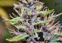 Donny Burger strain marihuana: Opiniones y Efectos donny burguer strain